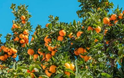 Orange Trees in the Desert