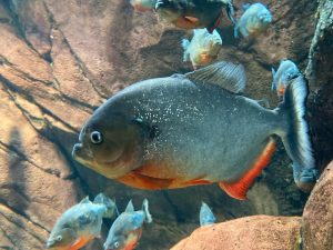 When Being With My Family Feels Like Being In A Tank Of Piranhas…